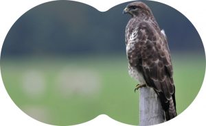 09-‘Vogels kijken is pure mindfulness’ Buizerd-win 16-11 mei 2017