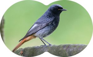 09-‘Vogels kijken is pure mindfulness’ Zwarte Roodstaart-win 16-11 mei 2017