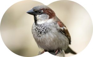 09-‘Vogels kijken is pure mindfulness’Mus-win 16-11 mei 2017